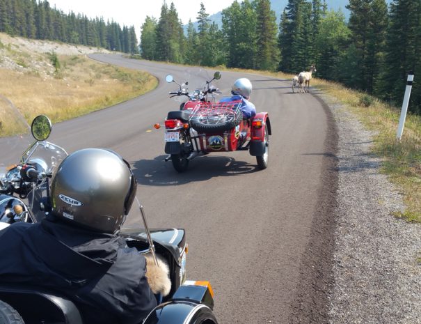 Rocky Mountain Sidecar Adventures tour group checking out the wildlife on the roadside