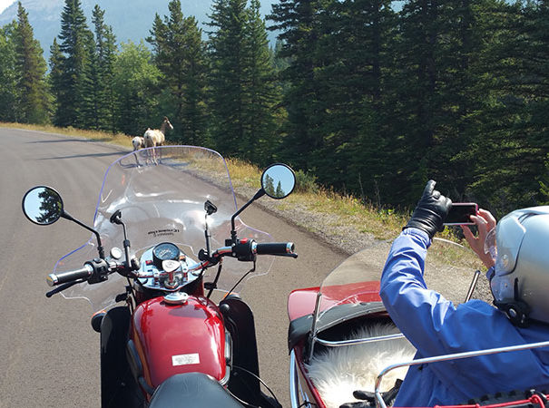Rocky Mountain Sidecar Adventure tour customer taking a picture of the deer on the roadside