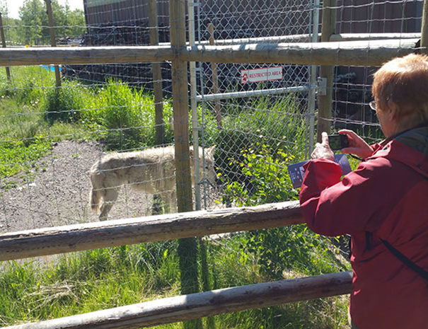 Rocky Mountain Sidecar Adventures Triple C Tour customer snapping a photo of a wolf at the Yamnuska Wolfdog Sanctuary in Cochrane