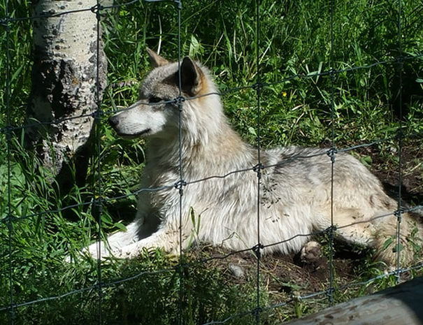 Rocky Mountain Sidecar Adventures Triple C Tour group at the Yamnuska Wolfdog Sanctuary in Cochrane